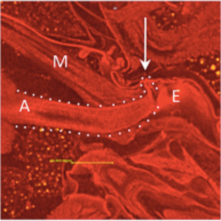 Illustration for article titled 3D Scans Show How Semen Controls Sexual Behavior in Female Flies